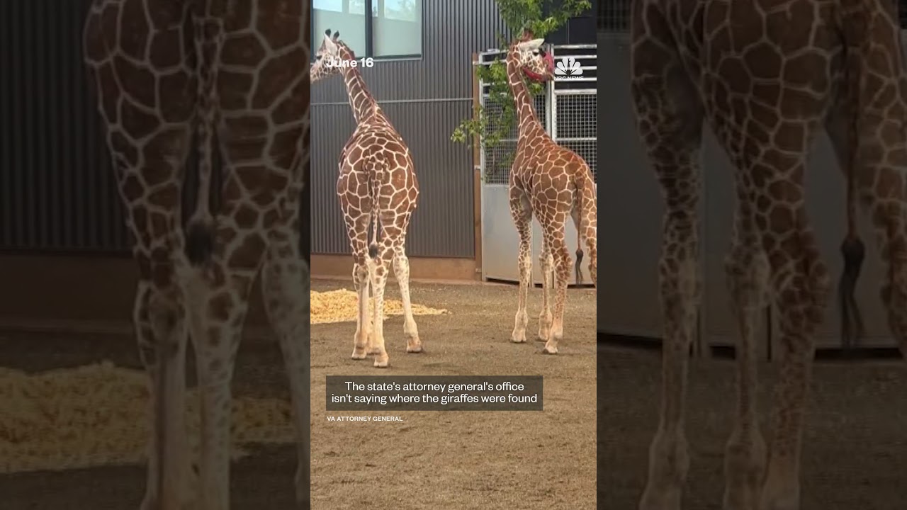 Baby giraffes found after disappearing for over a year Baby giraffes found after disappearing for over a year