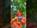 🔥 “ഈ പൂവ് ഒരിക്കൽ കണ്ടാൽ gate full മാറ്റും 😳🌸