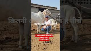 3 lakh नहीं सिर्फ 125000 में# थारपारकर #70150-02091 #cowlover