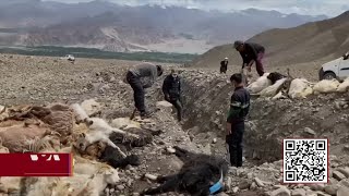 Mysterious Infection Kills Nearly A Thousand Livestock Of Nomads In Ladakh Mysterious Infection Kills Nearly A Thousand Livestock Of Nomads In Ladakh