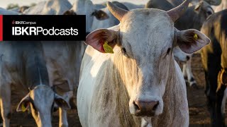 Live Cattle Futures - Herd Around the World - IBKR Podcast Ep. 88