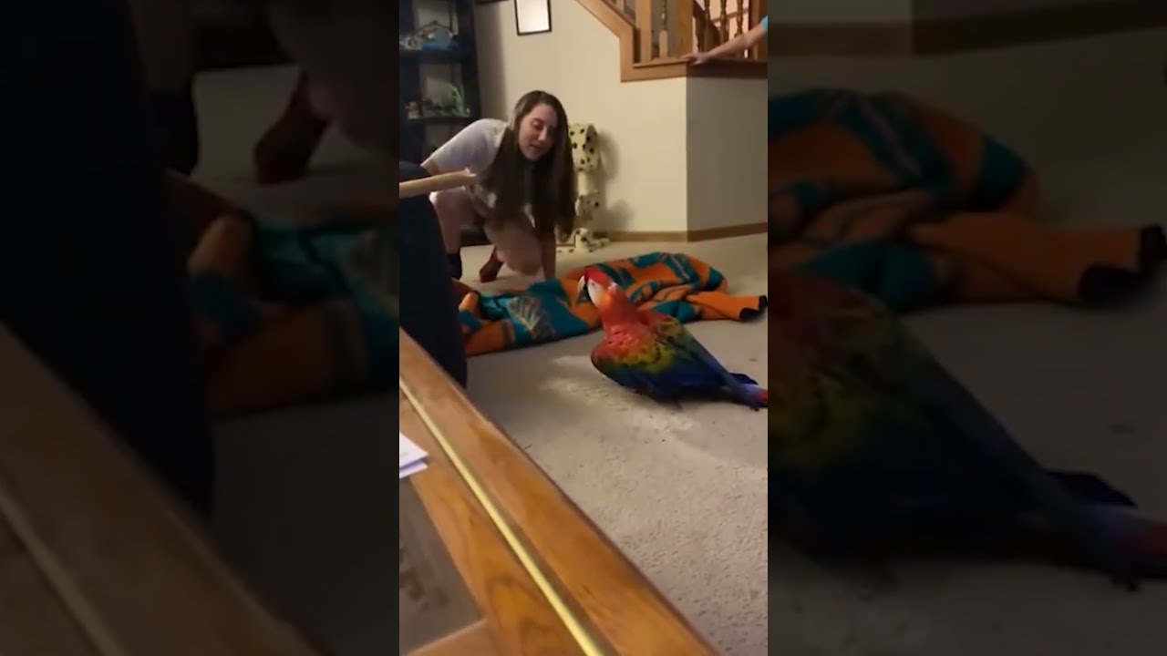 Parrot Screaming After Owner Disappears With Magic Trick 