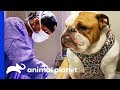 Huge Obstruction Removed From Bulldog's Stomach | The Vet Life