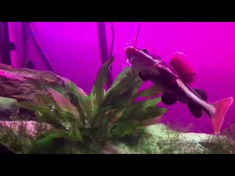 camera iphone 8 plus apk My RedTail Catfish eating his favorite snack a NightCrawler!!! (Slow Motion)