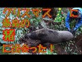【狩猟2頭分】サンタさんから最高の猪とTシャツをプレゼントしてもらいました！