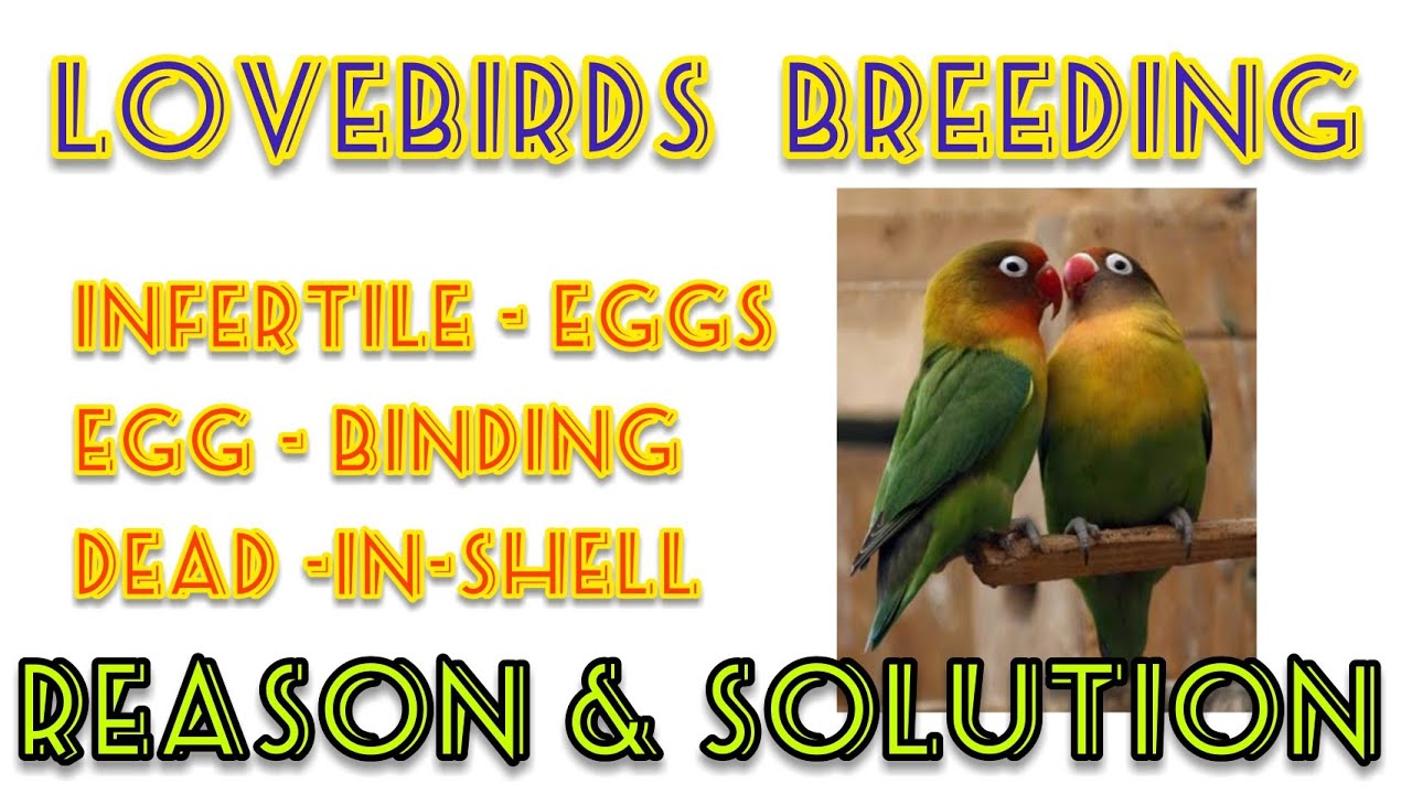 Love birds breeding || Infertile Eggs, Dead -in-shell and egg binding cause and solution