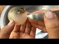 Big Stomach Fish What Is In This Stomach Fish 
