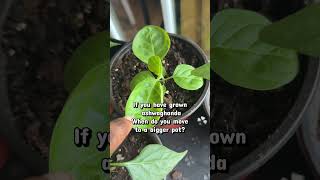 Ashwaghanda Expertise needed #shortsfeed #gardening #ashwagandha #homesteading #plants #shortvideo