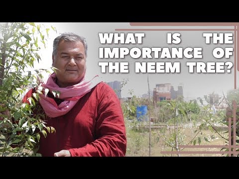 वीडियो: नीम के पेड़ की वृद्धि और देखभाल - जानें नीम के पेड़ के फायदे और उपयोग के बारे में