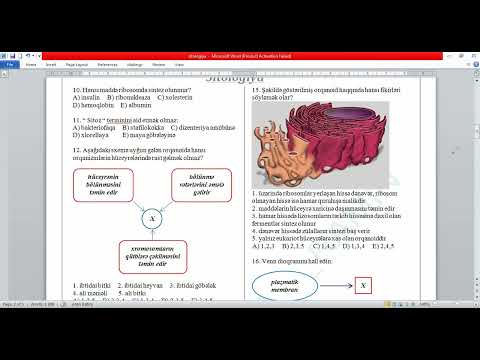 Video: Sitoplazma testində istifadə olunan zülalları hansı orqanoid sintez edir?