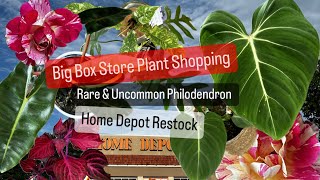 Big Box Store Plant Shopping Home Depot Rare Philodendron Restock House Plants and Indoor Plants