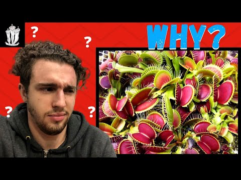 فيديو: متى تصبح flytraps نائمة؟