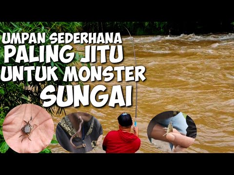 Video: Umpan Terbaik Untuk Menangkap Hinggap Di Badan Air