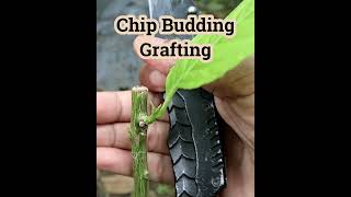 Chip Budding Grafting  #gardening #grafting #graftingexamples #graftingmethod