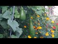 Bottle gourd, Lau, kodu growing  in Uk( Bangladeshi vegetable gardening in uk)