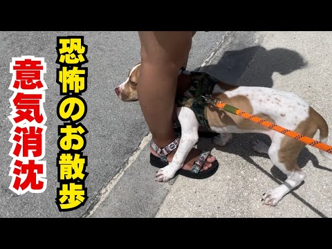 【ピットブル】忙しすぎるパピーの1日