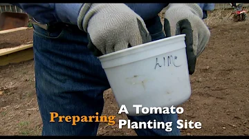 Jak vytvořit ideální půdu pro rajčata?