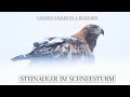 Golden Eagles in a Blizzard | Steinadler im Schneesturm