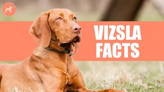 Vizsla Dog Breed: 7 Amazing Facts You Must Know