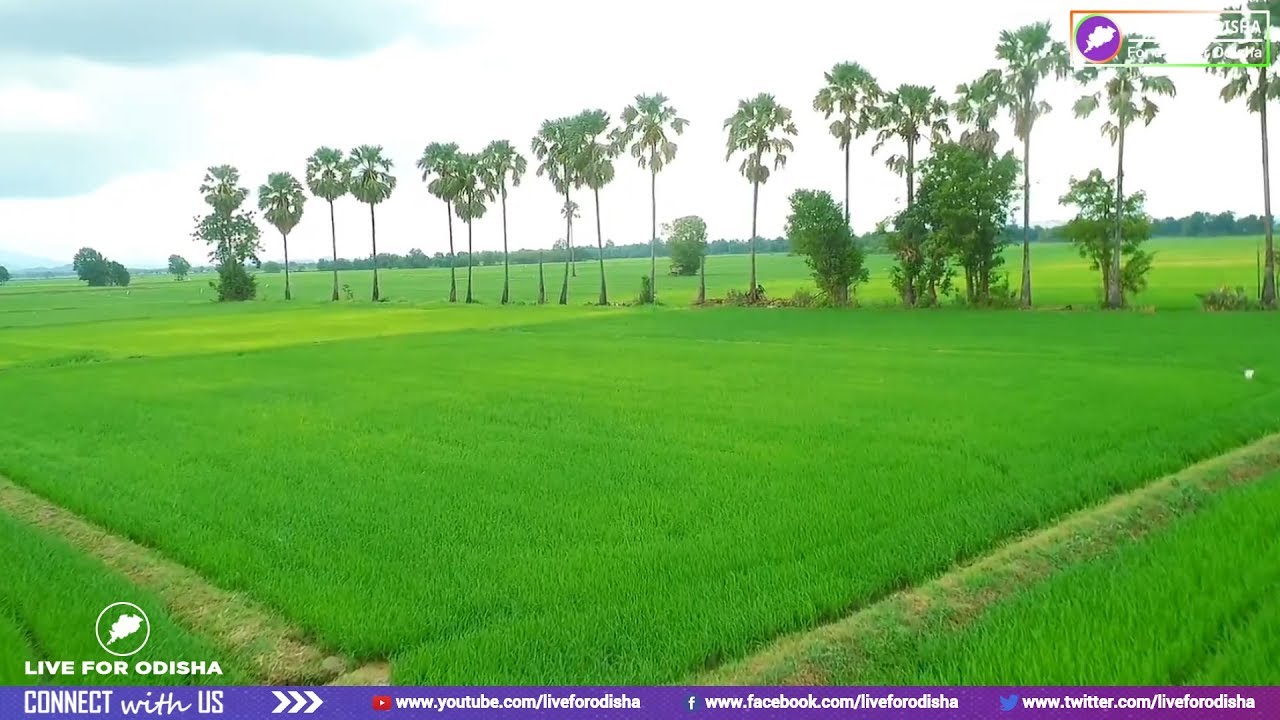 Sachi Routray Chhota Mora Gaan Ti (ଛୋଟ ମୋର ଗାଁ ଟି) By Sachi Routray | Popular Odia ...