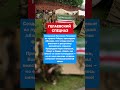 ГЕЛАЕВСКИЙ СПЕЦНАЗ: ЧТО СТАЛО С САМЫМ ЭЛИТНЫМ ОТРЯДОМ ЧЕЧЕНСКИХ БОЕВИКОВ? #чечня  #история