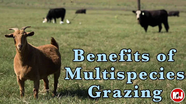 Benefits of Multi-species Grazing  | May 10, 2019