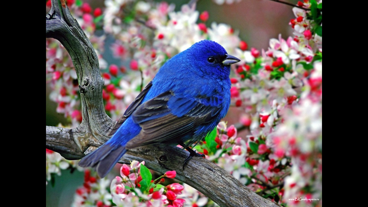 10 minutes of soothing bird sounds for relaxation - YouTube