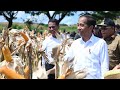 Presiden Jokowi Tinjau Panen Jagung di Sumbawa, Sumbawa, 2 Mei 2024