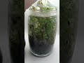 Эксперимент открытая и закрытая экосистема в сосуде