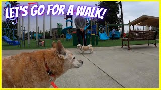 Summit Park, Tahoma High School, Cedar to Green River Trail Dog Walk - Relaxing Music & Nature Walk
