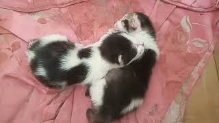 cold baby cat ( bayi kucing kedinginan ) by Vi On 634 views 8 months ago 4 minutes, 2 seconds