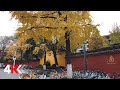 [4K60F]成都文殊院 | 相传玄奘法师曾在此挂单五年 | 仿古街区文殊坊 |秋天金黄的银杏树 | 周边美食很多 | Walking in Wenshu Temple in Chengdu