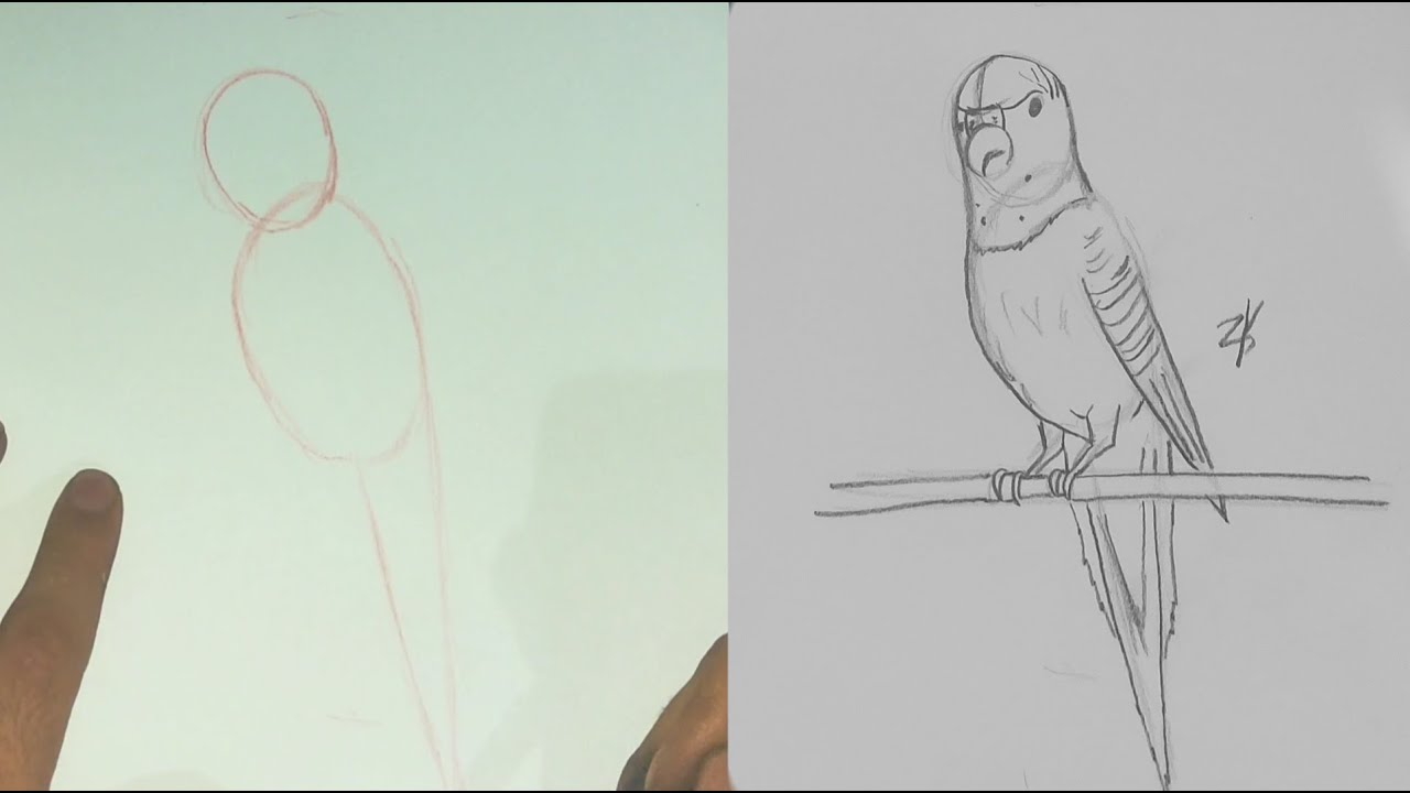 How to draw a parrot using simple shape/ آموزش نقاشی طوطی با استفاده از ...