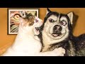 😂 Awesome Funny 🐶 Dogs And Cats 😸 -  Funniest And Cute Pet Videos