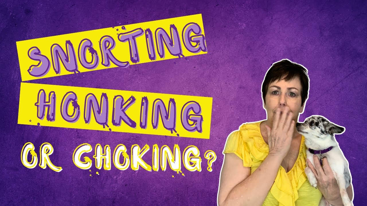 What Does It Mean When A Dog Makes A Honking Sound