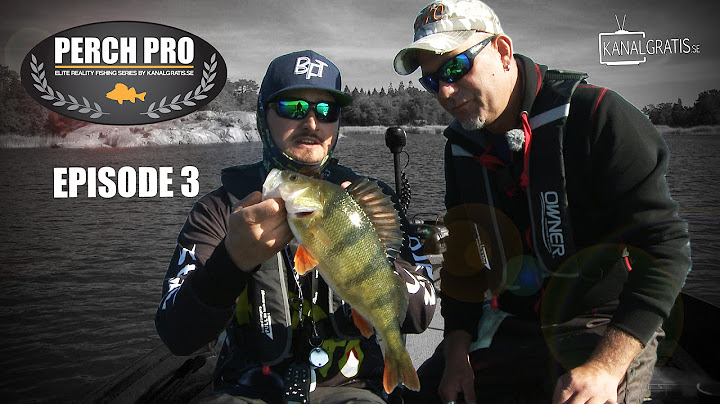 Perch Pro - EPISODE 3 - The Next Level of Perch Fishing | Kanalgratis.se