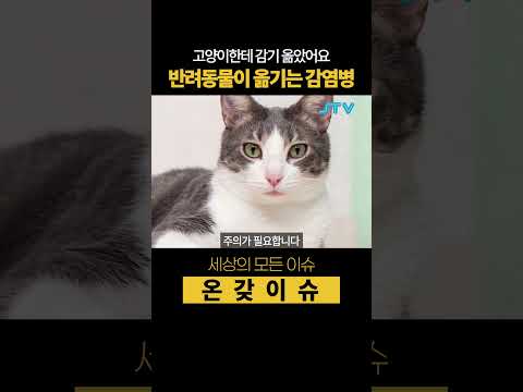 [온갖이슈] 고양이가 독감 옮겨??