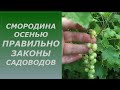 Смородина . Важные подкормки осенью . СОВЕТУЮ ПОСМОТРЕТЬ И ЗАПОМНИТЬ !