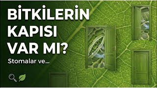 Bi̇tki̇leri̇n Kapisi Var Mi?