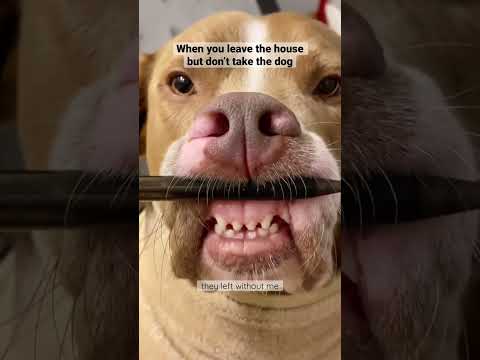 Video: Sid Sloth Doppelganger suns ir interneta sajūta!