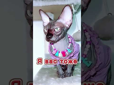 Лысая кошка сфинкс заболела все оставили ёё одну