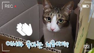 공동육아 백일만에 만렙이 되어버린 고양이 ㅋㅋ