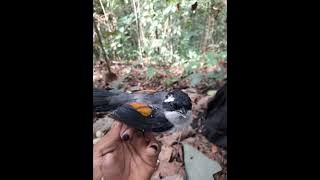 suara pikat  ampuh kinoi cucak ranting siri2 mantenan dan lain