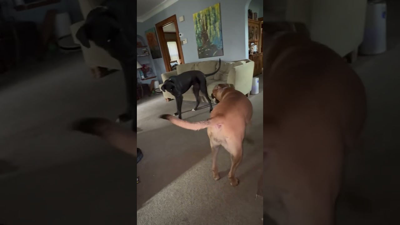 Energy AFTER a walk…. Giant dog breeds 