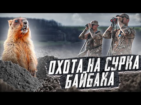 Охота на сурка-байбака 2021