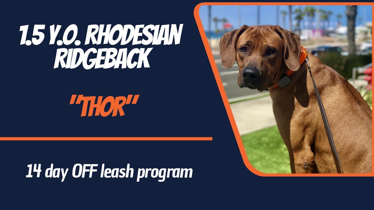 Rhodesian Ridgeback Protection Training RHODESIAN RIDGEBACK / DOG TRAINING - YouTube