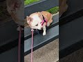 A Walk in the Park #Chihuahua outing