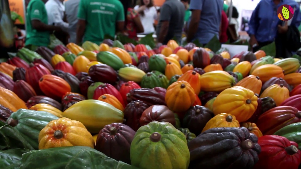 camera iphone 8 plus apk X Festival do Chocolate em Ilhéus (BA)