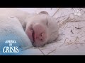 Had To Give  Up On Dead Pups To Save Ones Lived, Grief Still Aches This Dog | Animal In Crisis EP188