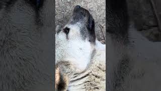 Sonda Köpeğin Gülüşü